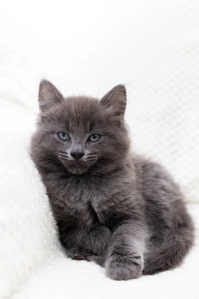 Portret van een ernstig grijs katje liggend op een witte deken en kijkend naar de camera. Huisdieren. Gewone kat — Stockfoto