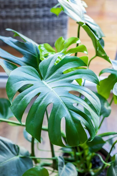 Belle foglie di monstera in una pentola. L'aspetto di una nuova foglia. Piante domestiche, cura e riproduzione. Ideale per illustrare un articolo sui fiori in vaso — Foto Stock