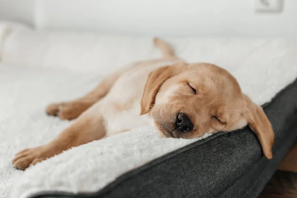 A cute beige Labrador Retriever puppy sleeps on a couch, hanging his muzzle. Funny pets — Stok fotoğraf
