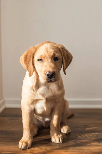 Rozkošný labrador retrívr štěně sedí doma na podlaze. Psi jako životní partneři. Domácí mazlíčci. svislá fotografie — Stock fotografie