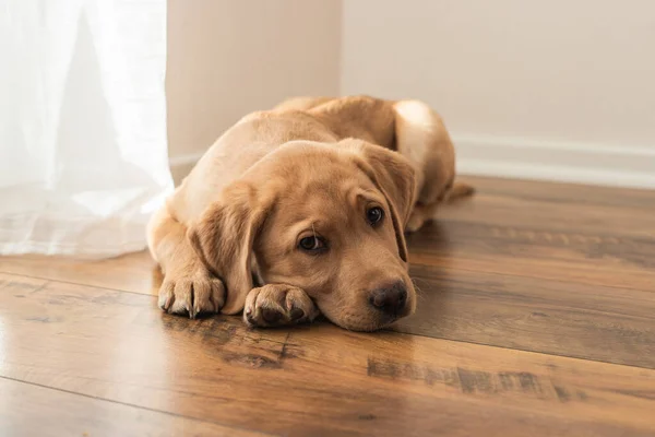 Rozkošný smutný labrador retrívr štěně leží na podlaze na podlaze domu. Psi jako životní partneři. Domácí mazlíčci jsou smutní. — Stock fotografie