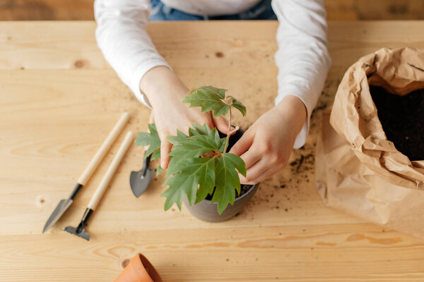 Close-up of the hands of a teenager girl who transplants a sprout of a house plant into a pot. Transplanting and caring for houseplants. Hobby for home.