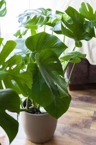 Monstera Flor Una Olla Casa Inicio Plantas Para Interior Ideal —  Fotos de Stock