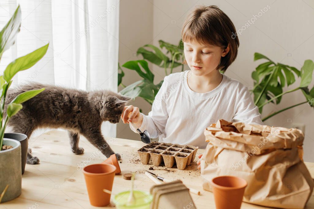 A girl with a kitten plants seeds in peat pots. Funny pets. Transplanting and growing plants at home. Seedling.