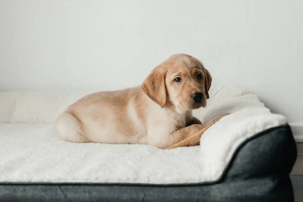 Sevimli Bir Bej Renkli Labrador Retriever Köpeği Kanepesinde Uzanıyor Üzgün — Stok fotoğraf