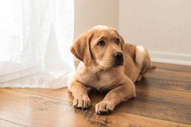 Sevimli üzgün Labrador Retriever yavrusu evin zemininde yatıyor. Hayat arkadaşı olarak köpekler. Evcil hayvanlar üzülür.