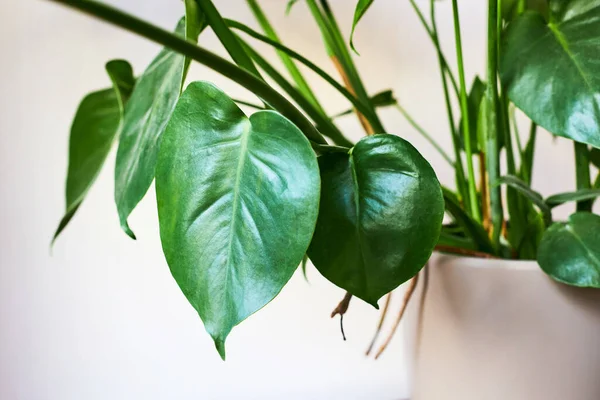 Close Monstera Leaves Beautiful Indoor Plants Home Interior Design Caring — Fotografia de Stock
