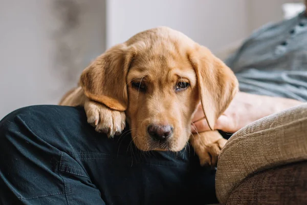Sad Labrador Retriever Puppy Lies Owners Lap Looks Camera Friendship — Photo