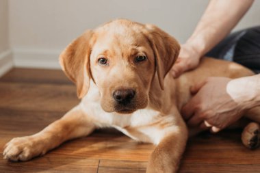 A beige labrador retriever puppy lies on the floor and is petted by its owner. Friendship of animals and people. Companions for life.