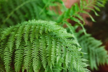 Yeşil eğrelti otunun güzel yaprakları. Bir çalıya yakın çekim. Tasarım için doğal arkaplan