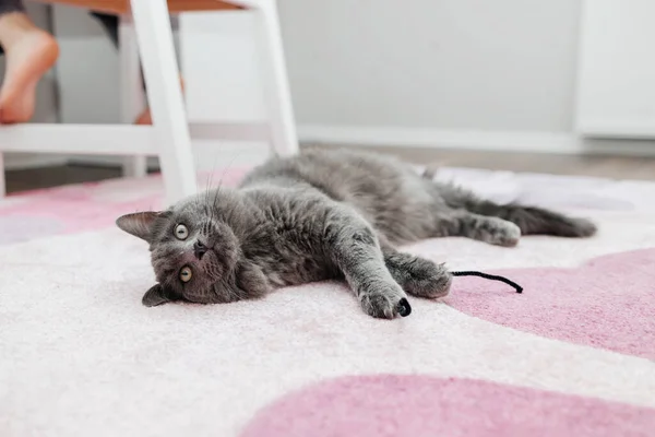 Beautiful Gray Cat Lies Pink Carpet Childrens Room Looks Camera — Photo