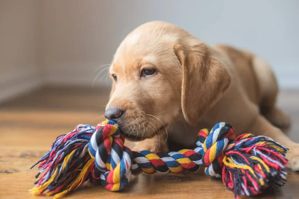 Cute Labrador Puppy Lies Floor Home Plays Colorful Rope Toy — Stockfoto
