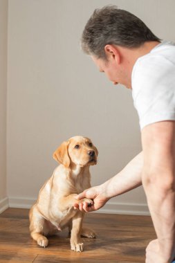 A young man trains a labrador retriever puppy at home. Dog gives paw to owner. Animal friendship and care.