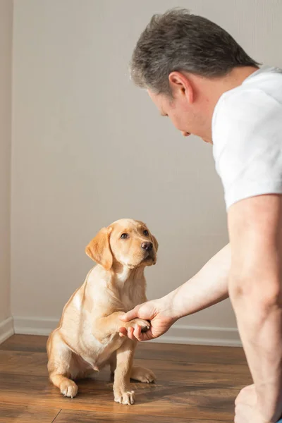 Young Man Trains Labrador Retriever Puppy Home Dog Gives Paw — Stock fotografie