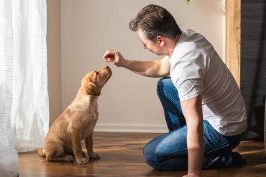A young man trains a labrador retriever puppy at home. Animal friendship and care.