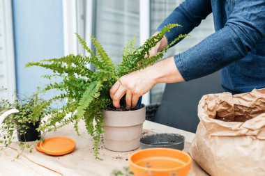 A male gardener transplants home plants into ceramic pots. The concept of home gardening and interior decoration with home flowers. 