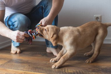 A young man is playing with his labrador retriever puppy at home with a colorful thread toy. Care and education of dogs.