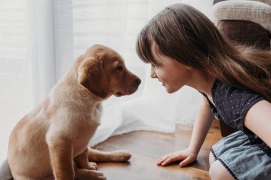 A girl is playing with a cute labrador retriever puppy. New family member. The concept of care and care, love and friendship for animals.