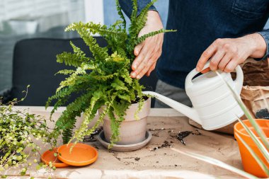 Close-up of the hands of a male florist watering a homemade fern. Landscaping at home. Transplanting house plants