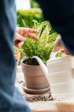 A young male florist and gardener is watering a freshly transplanted home fern from a watering can. Home gardening and hobby.
