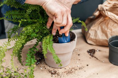 A young man transplants homemade flowers into pots. A gardener is watering a fern from a watering can on the veranda of his house.
