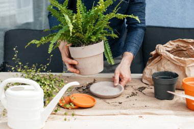 A young man transplants home plants in the backyard of the house. Home fern in a clay pot in the hands of a gardener.