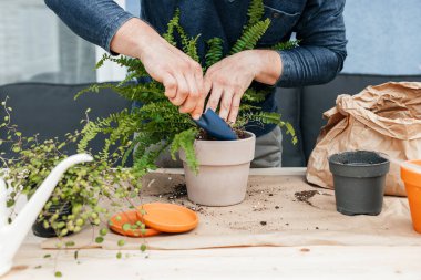 A male gardener transplants home plants into ceramic pots. The concept of home gardening and interior decoration with home flowers. 