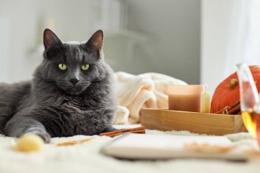 Sıcak sonbahar atmosferi. Tatlı gri bir kedi, mumların ve bej bir yatak örtüsünün üzerinde bir çaydanlık sıcak çayın yanında yatıyor. Sonbahar havası