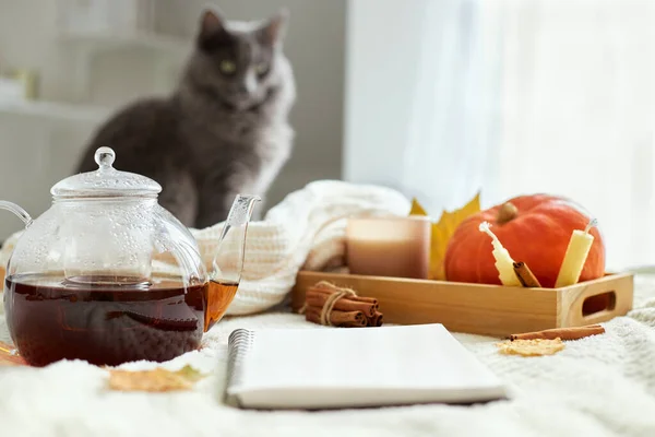 居心地の良い家庭構成 背景には 熱いお茶のケトル 開いているメモ帳 カボチャとキャンドル かわいい灰色の猫 秋の気分 — ストック写真
