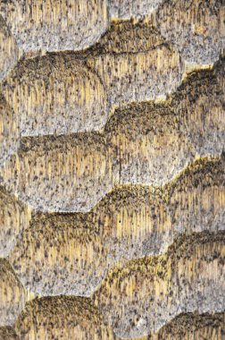 Doğal ahşap arkaplan