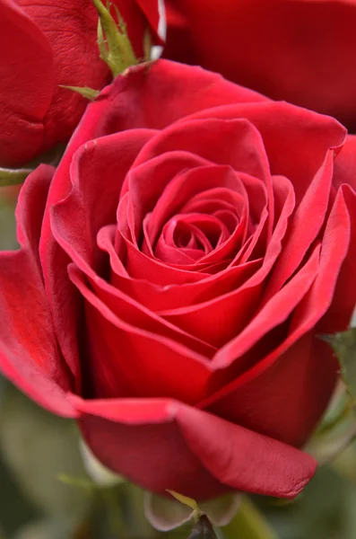 Red roses — Stock Photo, Image