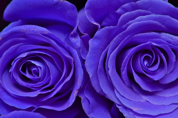 Niebieska róża — Zdjęcie stockowe