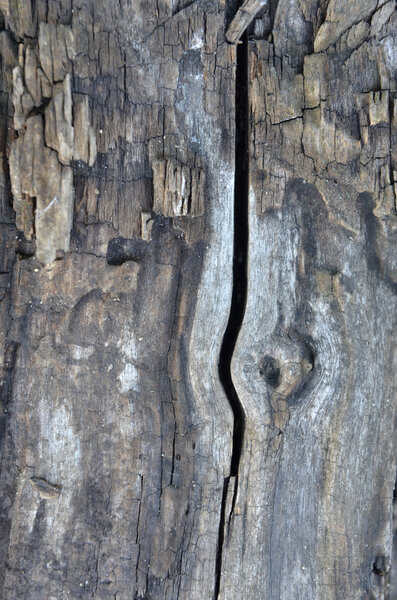 Rock and tree background