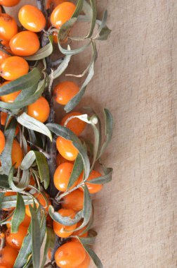 Deniz cehri arka plan