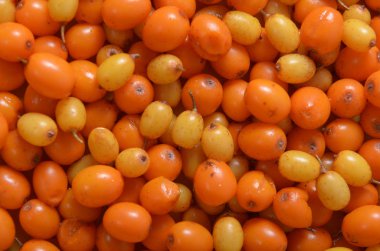 Deniz cehri arka plan