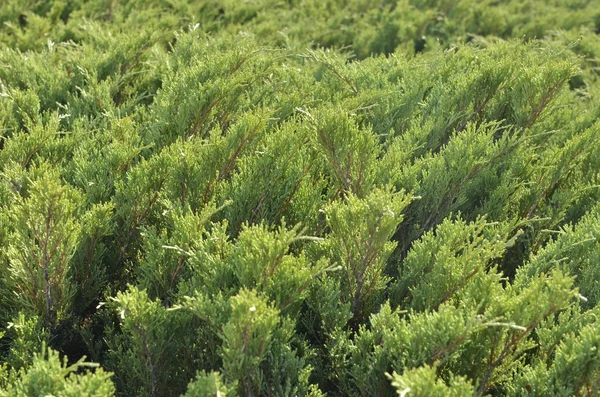 Cypress achtergrond — Stockfoto