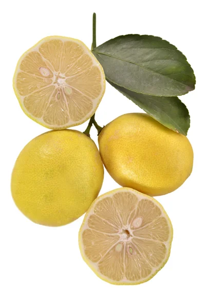 흰 배경의 레몬 — 스톡 사진
