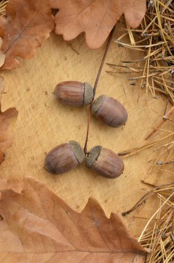 Ahşap arka planda meşe palamutları