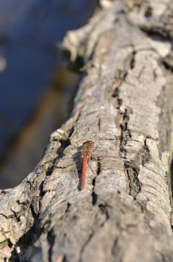 Ağaçtaki yusufçuk