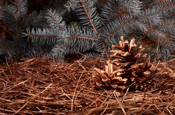 Cones de pinho de natal — Fotografia de Stock