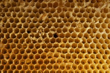 Bal Tarağı Arkaplanı