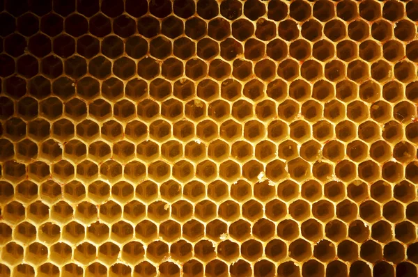 Honeycomb baggrund - Stock-foto