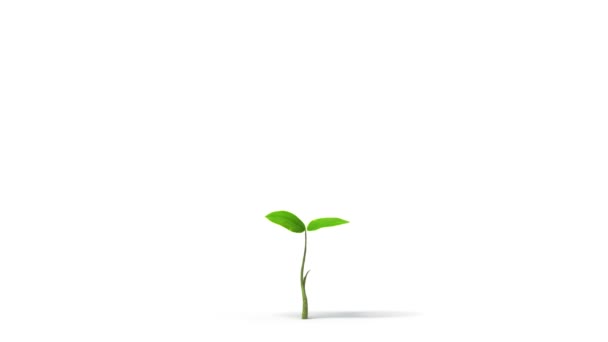 Growing tree on white background, isolated object. Convenient for multimedia use. Symbol of growth, ecology, environmental care, prospects, family, evolution. HD. Alpha mask included