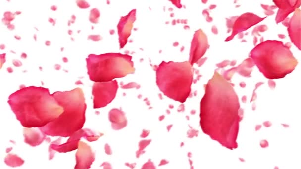 Flying rose petals on white. HD 1080. Looped animation.