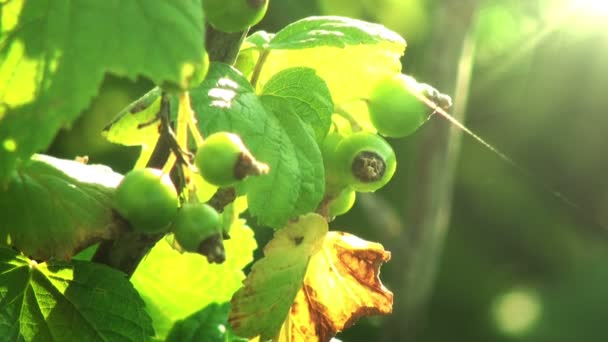 Grüne Beeren im Sonnenlicht. leichte Brise. 1080. — Stockvideo