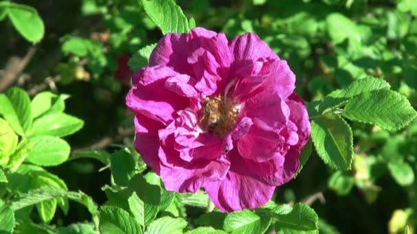 Bee on a Rose Flower. HD 1080. Close-up. — Stock Video