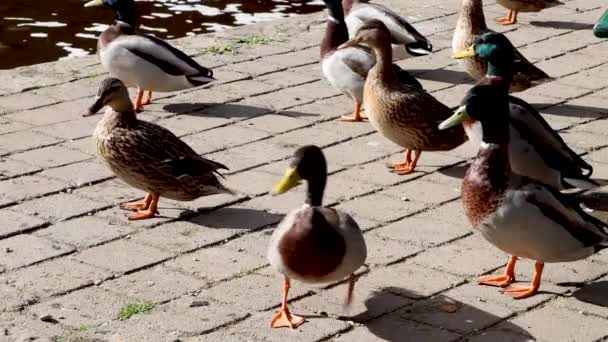 在一个阳光灿烂的炎炎夏日 一群英国鸭子聚集在河边 — 图库视频影像