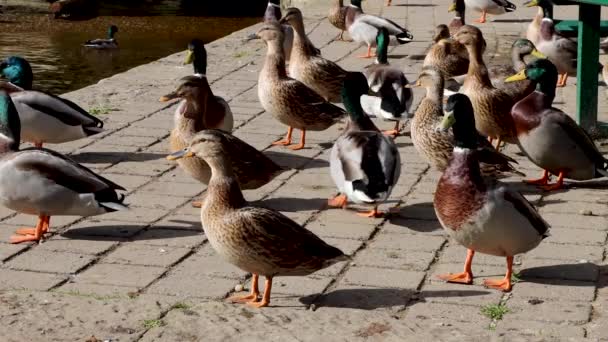 Uma Coleção Patos Britânicos Lado Margem Rio Dia Quente Verão — Vídeo de Stock