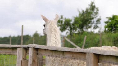 Çitin arkasındaki tarlada çok şirin beyaz bir çiftlik bahçesi Alpaca Lama.