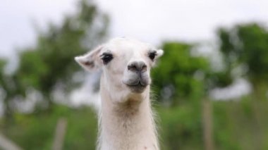 Çitin arkasındaki tarlada çok şirin beyaz bir çiftlik bahçesi Alpaca Lama.